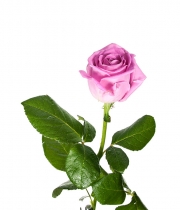 Изображение товара Троянда Аква (Aqua) висота 80 см